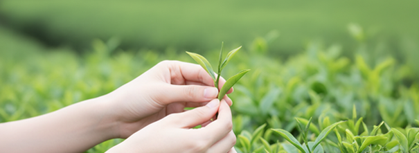 Ini 10 Manfaat Green Tea untuk Kecantikan Kulitmu!